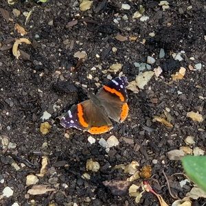 Meet your Posher, Zoie